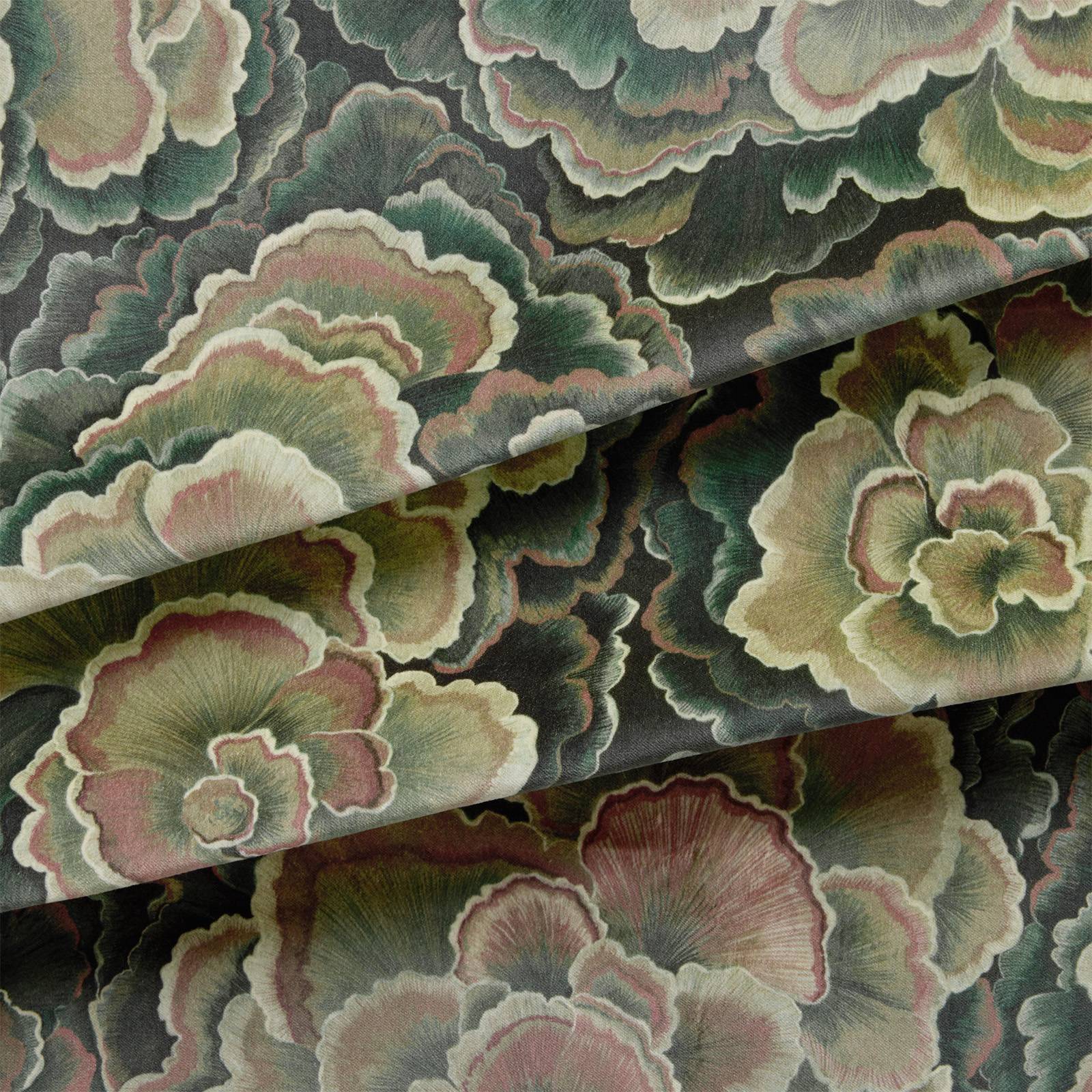 TRAMETES Velvet - Hosta